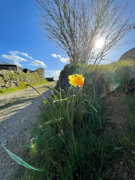 Villa The Hut@Trefechan Wen - Coastal Coziness! Goodwick Exterior foto